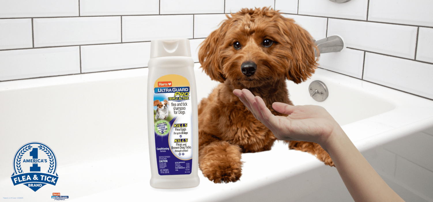 Possible Free Sample of Hartz Triple Active Flea & Tick Dog Shampoo